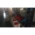 china factory New orient 28-30% brix  5pcs flat small sachet Cold Break Tomato Paste red color sweet tasting tomatio production